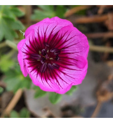 Geranium cinereum Jolly Jewel Night (1lt)