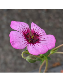 Geranium cinereum Jolly Jewel Night (1lt) Geranium cinereum Jolly Jewel Night (1lt)