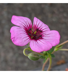 Geranium cinereum Jolly Jewel Night (1lt)
