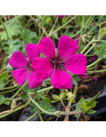 Geranium cinereum Jolly Jewel red (1lt)