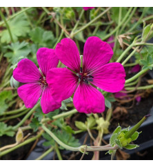 Geranium cinereum Jolly Jewel red (1lt)