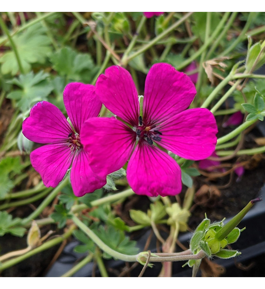 Geranium cinereum Jolly Jewel red (1lt)
