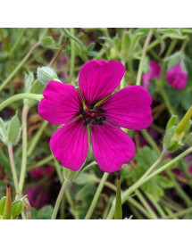 Geranium cinereum Jolly Jewel red (1lt) Geranium cinereum Jolly Jewel red (1lt)