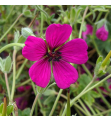 Geranium cinereum Jolly Jewel red (1lt)