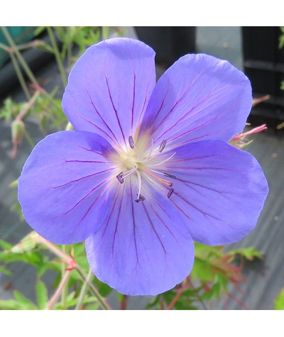 Geranium clarkei Kashmir Blue (1lt)