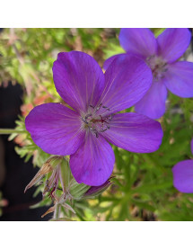 Geranium clarkei Kashmir Purple (1.5lt)