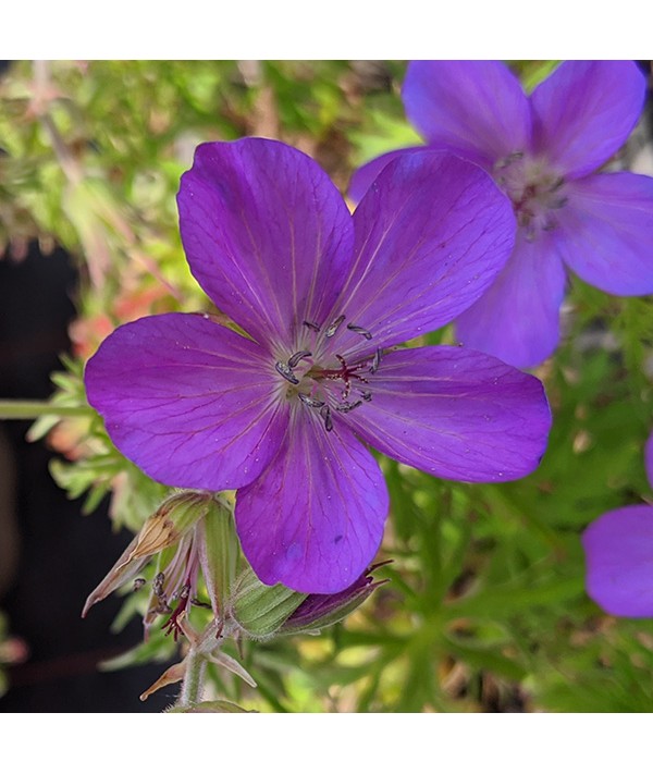 Geranium clarkei Kashmir Purple (0.8lt)