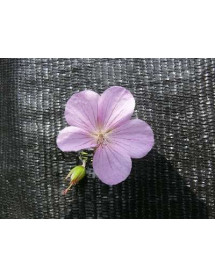 Geranium clarkei Kashmir Pink (0.8lt)