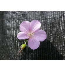 Geranium clarkei Kashmir Pink (0.8lt)