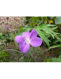 Geranium clarkei Kashmir Purple (1.5lt)