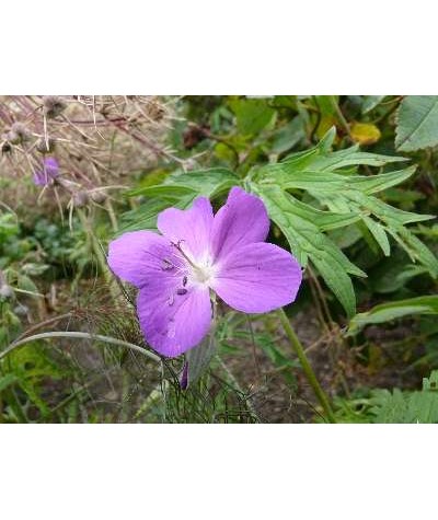 Geranium clarkei Kashmir Purple (0.8lt)