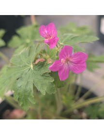 Geranium macrorrhizum (3lt) Geranium macrorrhizum (3lt)