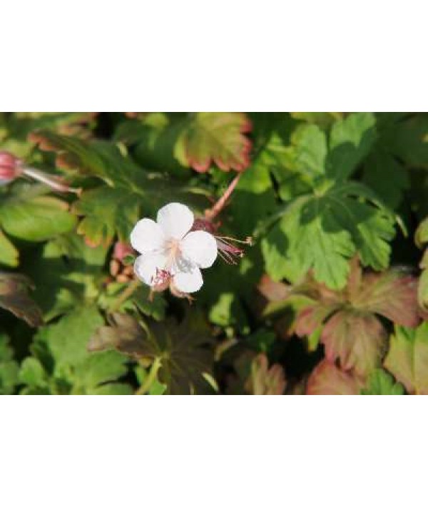 Geranium macrorrhizum Spessart (0.8lt)