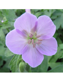 Geranium maculatum Chatto (1.5lt)
