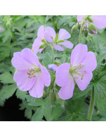 Geranium maculatum Chatto (1.5lt)
