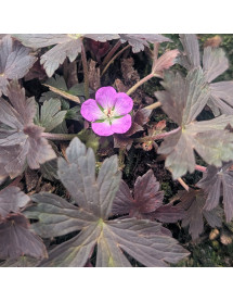 Geranium maculatum Stormy Night (2lt)