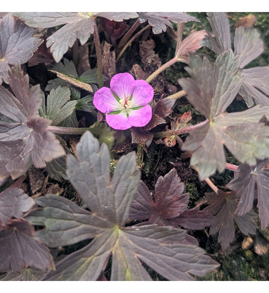 Geranium maculatum Stormy Night (2lt)