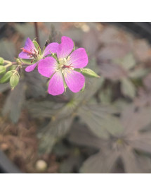 Geranium maculatum Stormy Night (2lt)