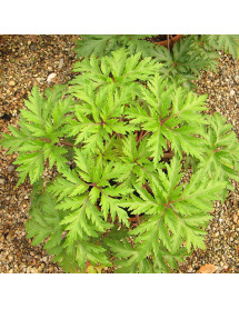 Geranium maderense (3lt) Geranium maderense (3lt)