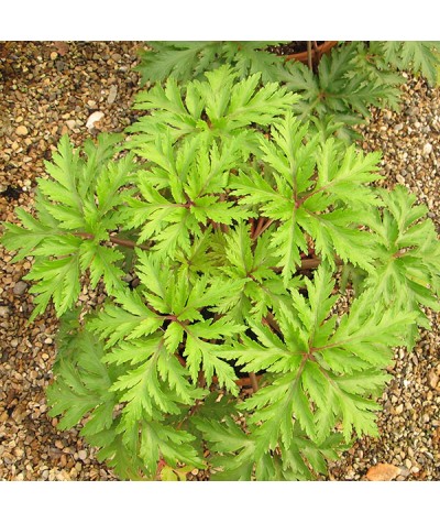 Geranium maderense (2lt)