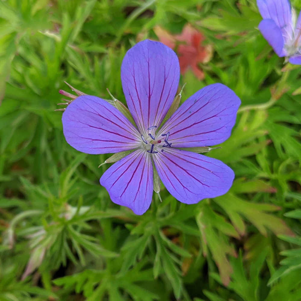 Plants for Clay Soils