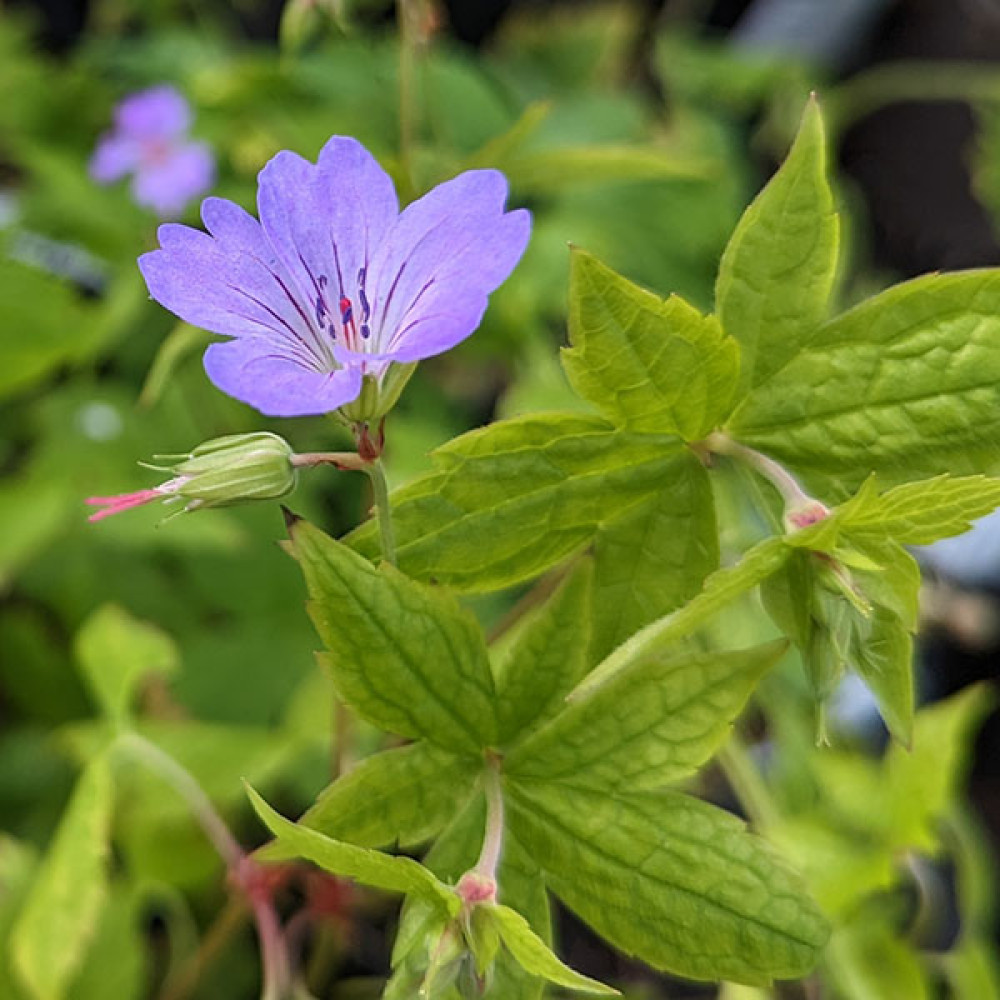 Geranium nodosum (1.5lt)