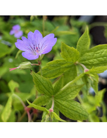 Geranium nodosum (1.5lt)