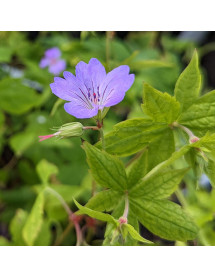 Geranium nodosum (1.5lt)