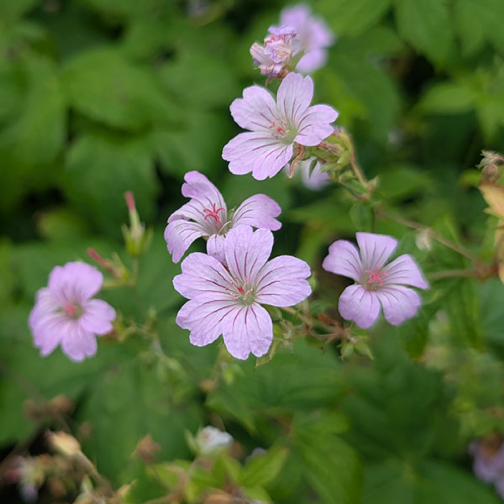 Geranium nodosum (1.5lt)