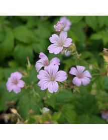 Geranium nodosum (1.5lt)