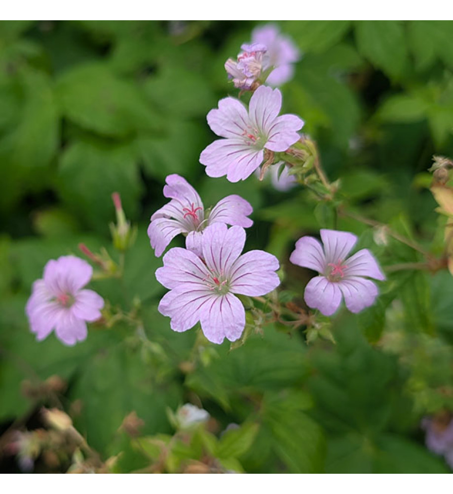 Geranium nodosum (1.5lt)