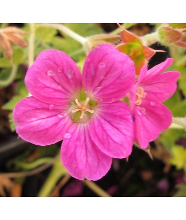 Geranium Orkney Pink (1lt)