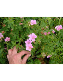 Geranium x oxonianum Wargrave Pink (1lt)
