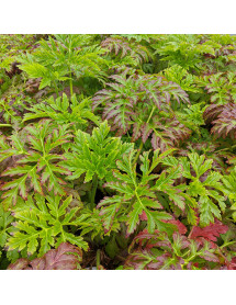Geranium palmatum (2lt) Geranium palmatum (2lt)