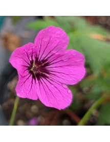 Geranium Patricia (3lt)