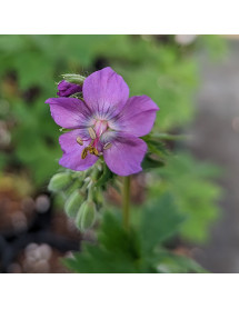 Geranium phaeum Alec's Pink (1lt)