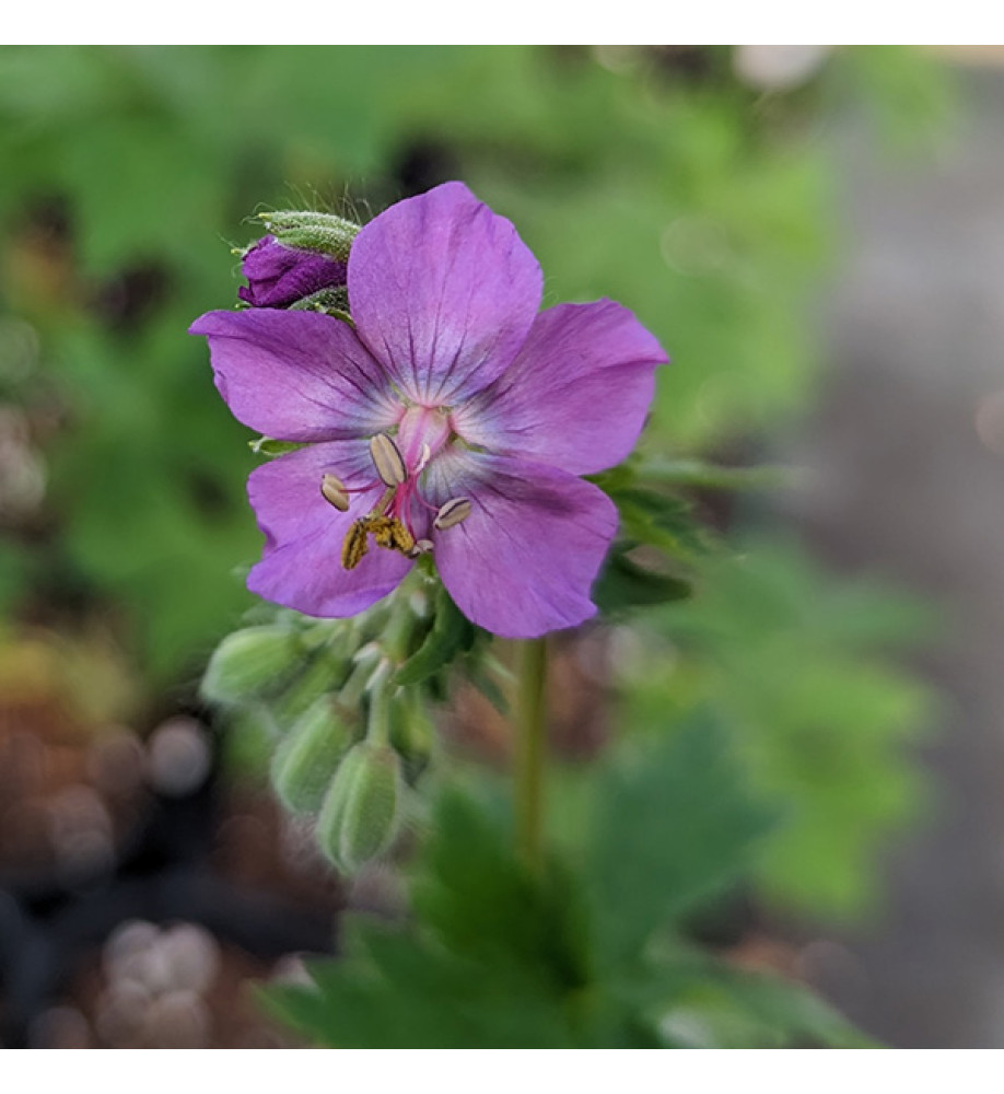 Geranium phaeum Alec's Pink (1lt)