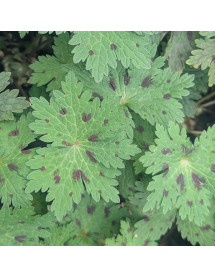 Geranium phaeum Censation Kora (1.5lt) Geranium phaeum Censation Kora (1.5lt)