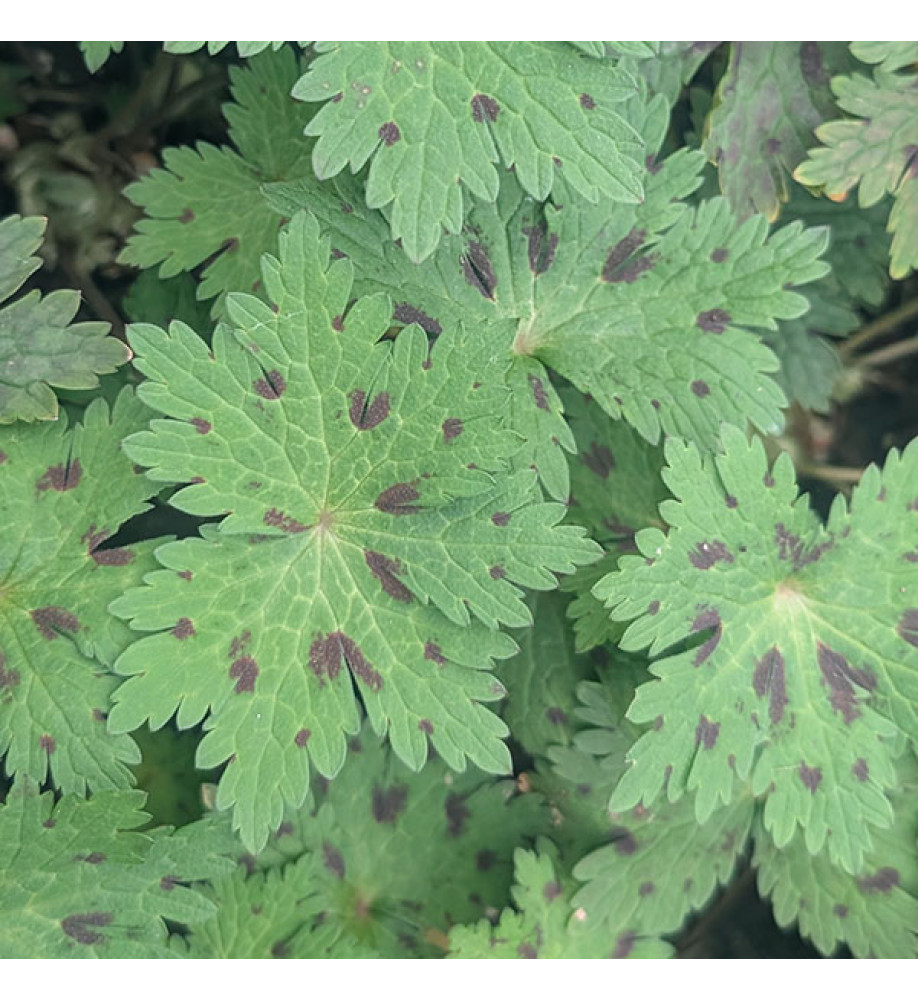 Geranium phaeum Censation Kora  (1.5lt)