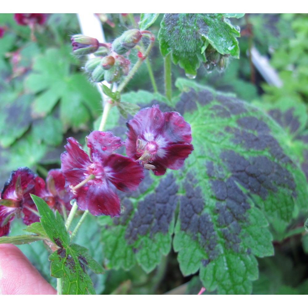 Geranium phaeum var. phaeum Samobor (1lt)