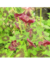 Geranium phaeum var. phaeum Samobor (1.5lt)