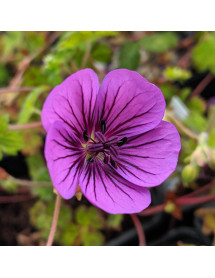 Geranium Pink Penny (1lt)