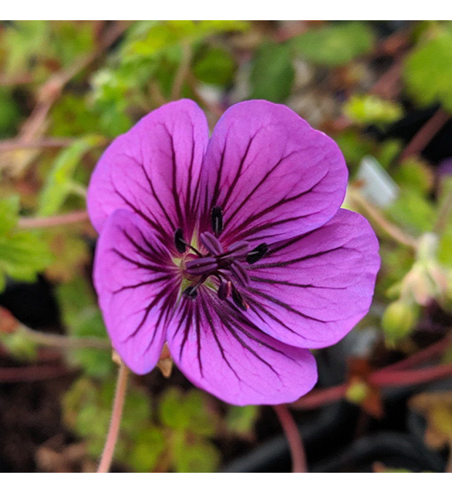 Geranium Pink Penny (1lt)