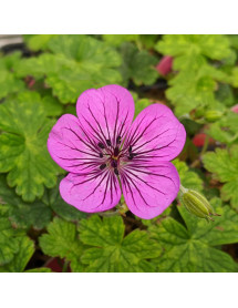 Geranium Pink Penny (1lt) Geranium Pink Penny (1lt)