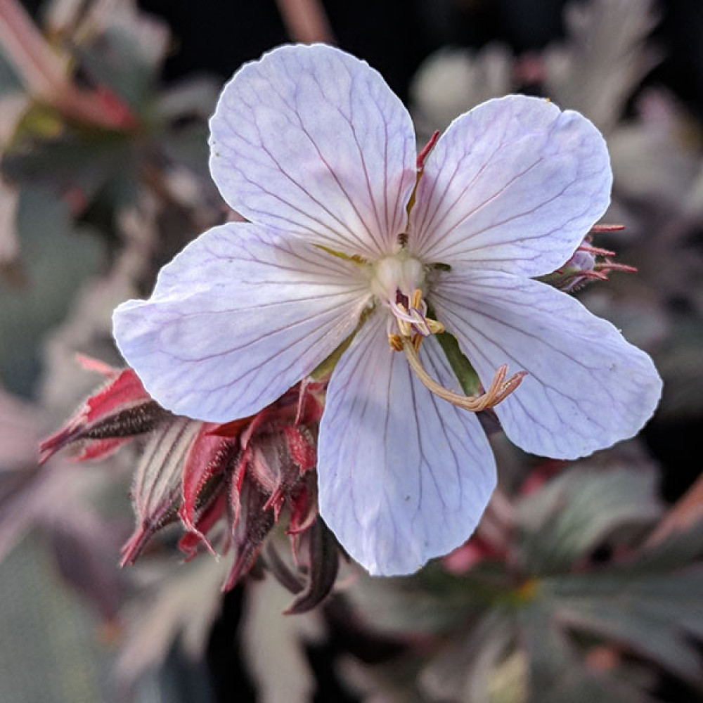Geranium pratense Black and White Army (1.5lt)