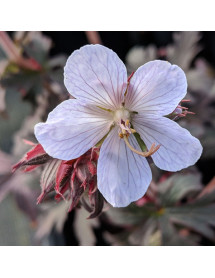 Geranium pratense Black and White Army (1.5lt)