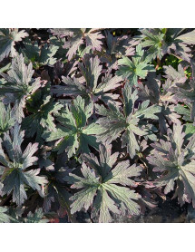 Geranium pratense Boom Chocolatta (1lt)