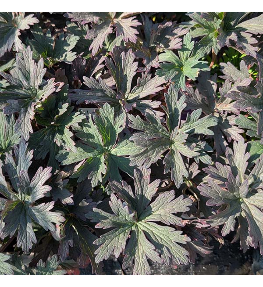 Geranium pratense Boom Chocolatta (1lt)