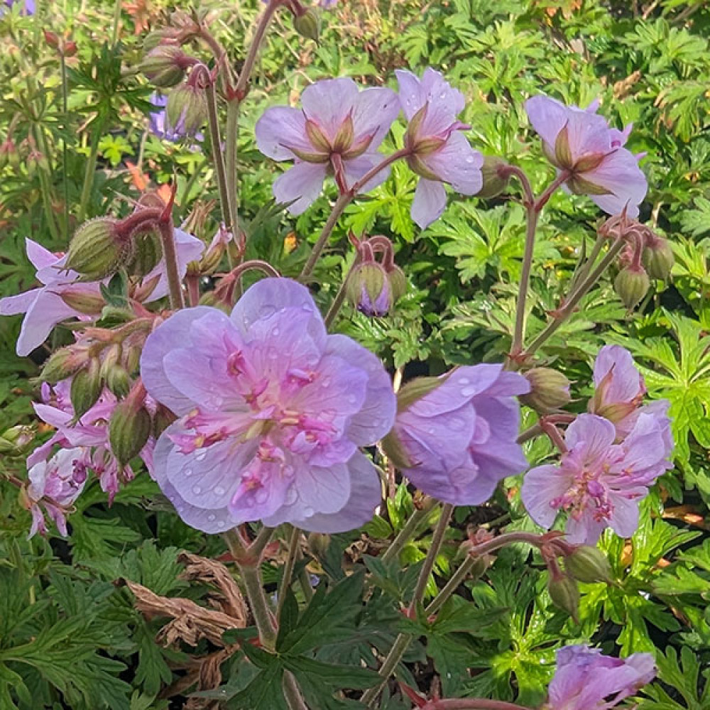 Geranium pratense Else Lacey (1lt)