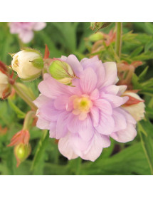 Geranium pratense Summer Skies (9cm) Geranium pratense Summer Skies (9cm)